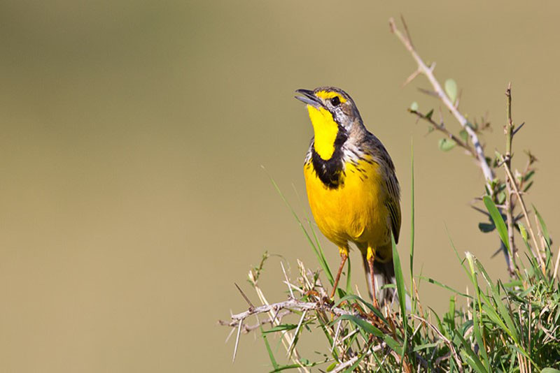 Key West Golf Course yellow bird